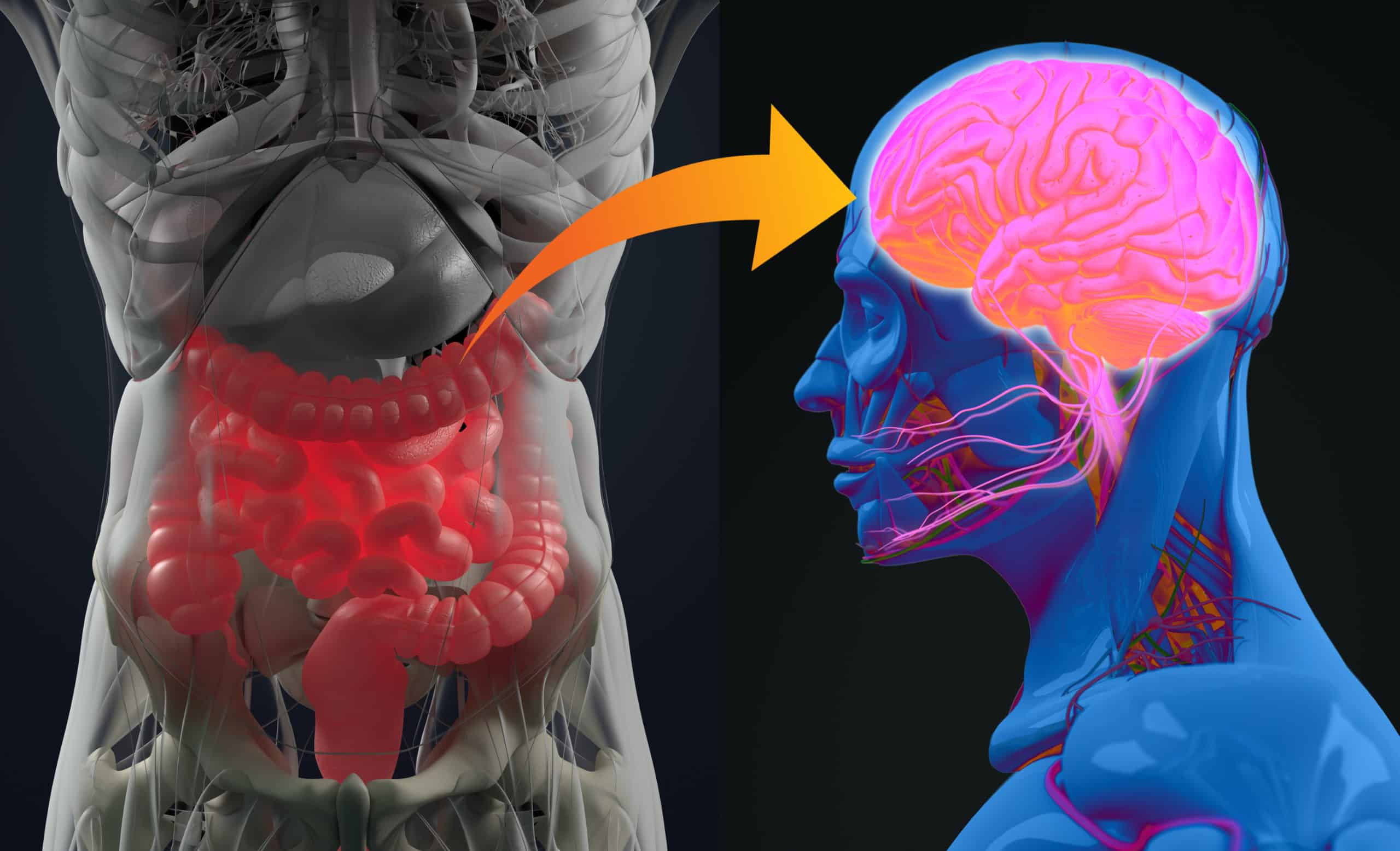 2026 Research Updates: GI Symptoms  Behavior - Autism Research Institute